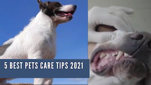 5 Best Pets Care Tips 2021