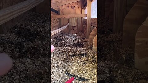 Easy chicken coop maintenance - Deep Litter Method.