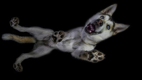 Photographers Make Adorable Unique Dog Portraits