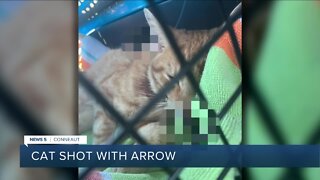Conneaut police investigating after cat found shot with arrow