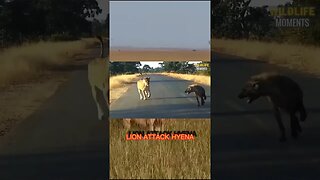 3 Brutal lion vs hyena #lion #hyena #feedshorts #shortsfeed