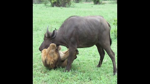 EXTREMELY RARE!!! Fearless Male Lion attacks Buffalo Herd, ALONE!!!