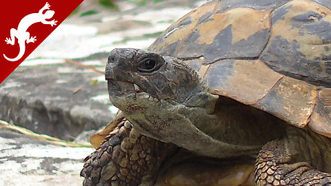 Turtle - Testudo hermanni