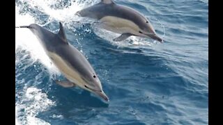 Friendly and playful dolphins showing off