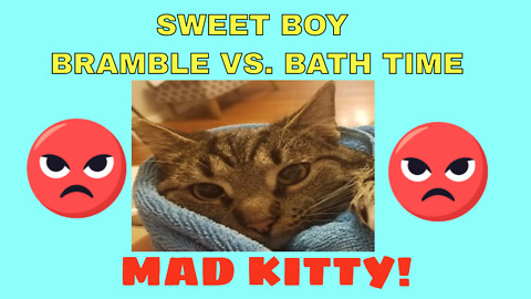 BRAMBLE THE CAT VS. BATH TIME!