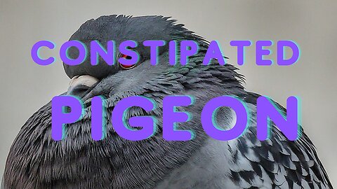 CONSTIPATED PIGEON