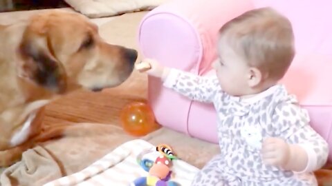 Cute Dogs and Babies are Best Friends.Dogs Babysitting Babies Video