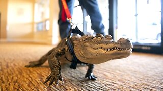 Man walks his 'emotional support alligator' through Philadelphia park 😂