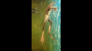 Frogs in Pool Swim Underwater