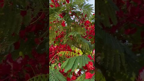Everything about the Royal Poinciana