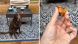 Chocolate Lab gets caught hiding chicken in his mouth