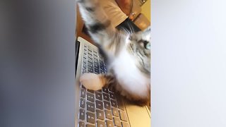 Cats on the Computer