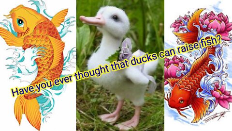 Have you ever thought that ducks can raise fish?