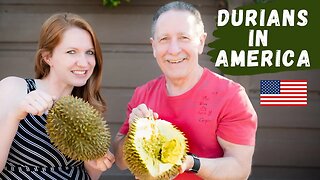 The best durian in the world | Musang King Malaysia 🇲🇾