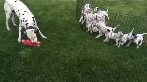 Dalmatian steals own offspring's toys!