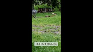 First Time Seeing the Lambs Playing in the Old Kennels