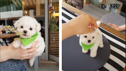 Bichon frise baby is so cute! lovely puppy video 🥰