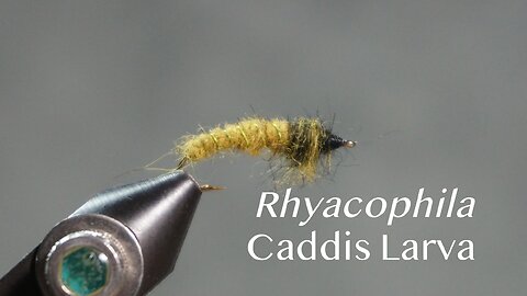 Rhyacophila Caddis Larva