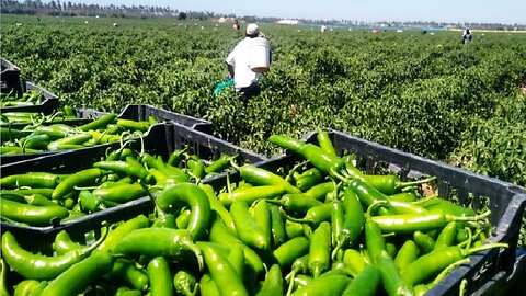 Green Chili Pepper Farming and Harvest - Green Chili Pepper Processing Factory - Chili Cultivation