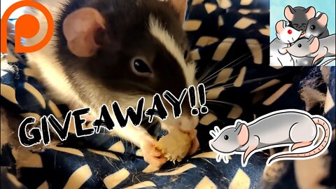 PORK CHOP Delight and VIDEO GAME GIVEAWAY!! #119 #cute #giveaway #videogames #animals #pets
