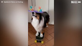 Un chien nous montre son talent d'équilibriste