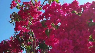 Pinjarra Bougainvillea