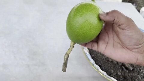 How To Grow Lemon Tree With Lemon Fruit