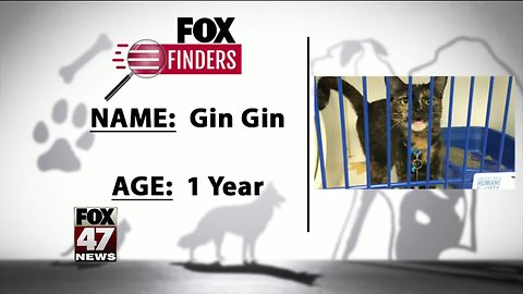 FOX Finders Pet Finder - Gin Gin