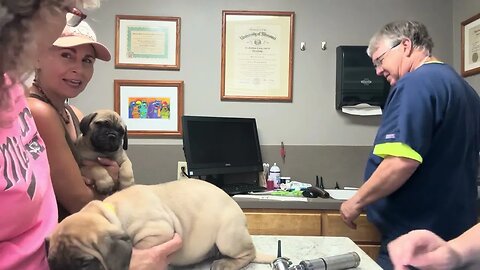 Health checks. 8-28-23 Ch Goody litter LonelyCreek bullmastiff