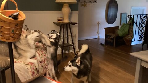 S02E31 - Alaskan Klee Kai Puppy Overload