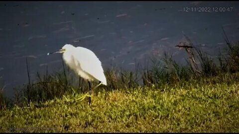 Snowy Egret Resting at The Lagoon 🦩 12/11/22 11:59