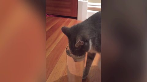 "Cute Cat Drinks Water from a Glass"