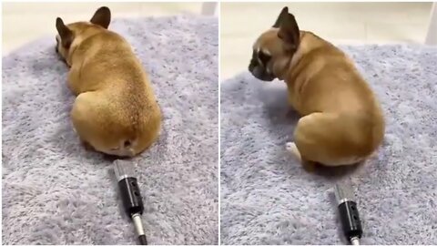 DOG FARTS INTO MICROPHONE HHHH