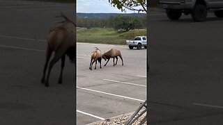 Elk fighting in parking lot