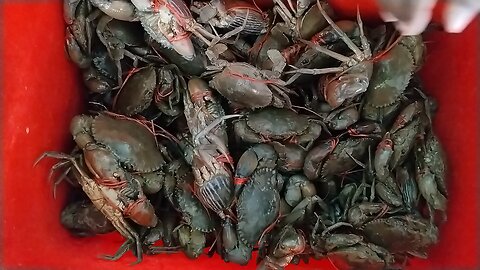 crab only 1$/pics