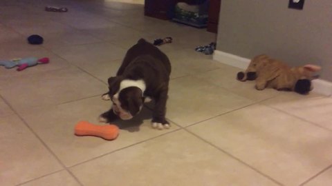 Curious puppy plays with squeaky toy for the first time