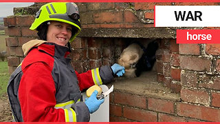 A horse with a nose for trouble found itself stuck in a World War Two pillbox