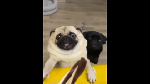 Very cute and beautiful pugs fight for their food