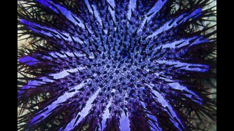 A delightful crown of thorns, acanthaster