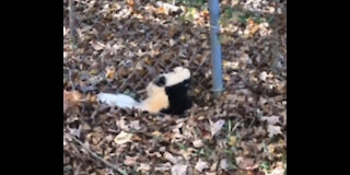 Skunk Rescue