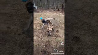 Colby So Happy He Found A Stick! #mastiff #puppy #puppydog #dog #dogs #dogshorts #happy #pup