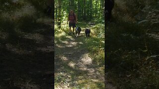 Hiking With Kali & Nykson #hiking #hikingtrails #nature #shorts #short