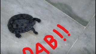 Even Animals Dab (Tortoise)!!!