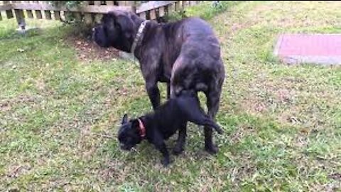 cane corso monta a perrita bulldog frances