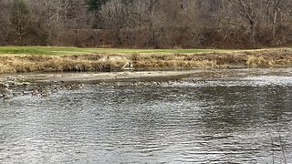 Canada Geese clan facing east Toronto