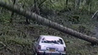 Tree Falls On Parked Car