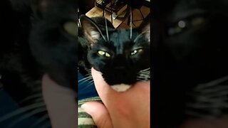 Kitty being loved #shortsfeed #kittycat #kitty #shortsvideo #youtubeshorts #cutekitty #catshorts