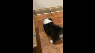 Aussie and the door stop