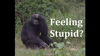 What to do When You're "Feeling Stupid"