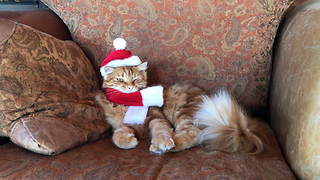 Funny Patient Cat Models Christmas Santa Hat and Antlers